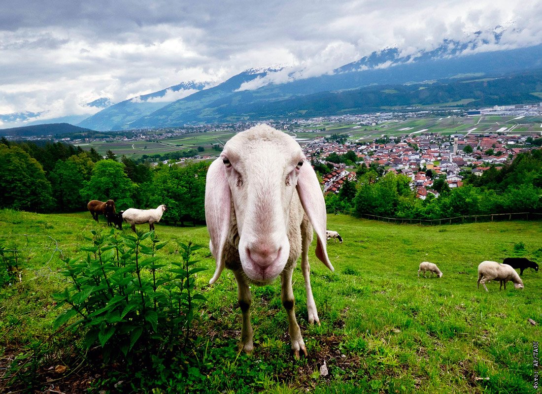 Швейцария овцы на лугу