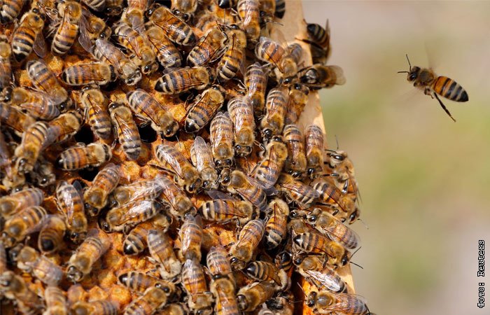 Виды пчел в россии с фото
