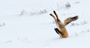 Comedy Wildlife Photo Awards 2016