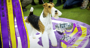    Westminster Kennel Club