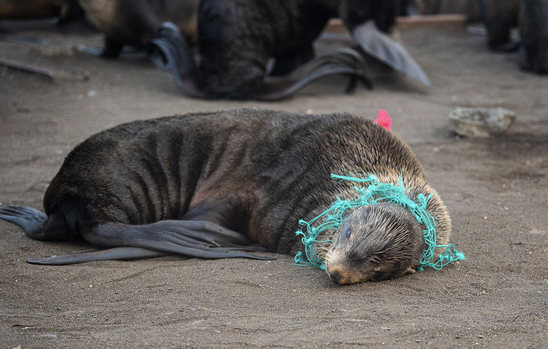 Wildlife problems. Сахалин тюлени. Морские котики на Сахалине. Освобождение морских котиков. Спасение морских животных от пластика.