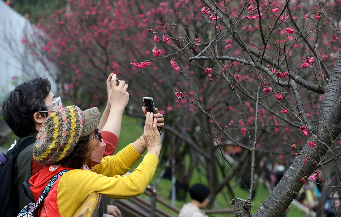 Цветение сакуры в Тайбэе