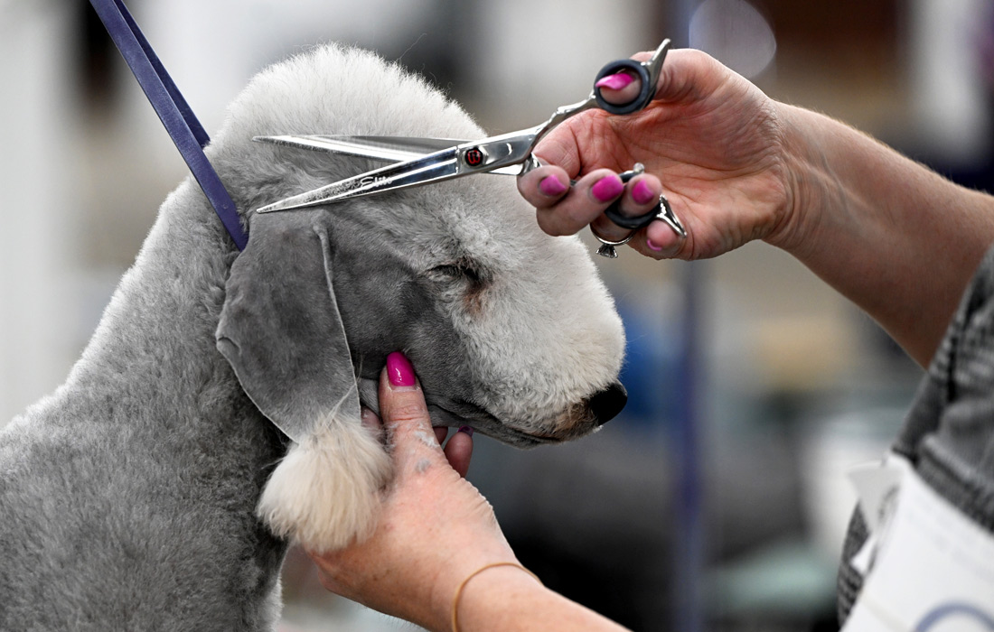   Colorado Kennel Dog Show  , 