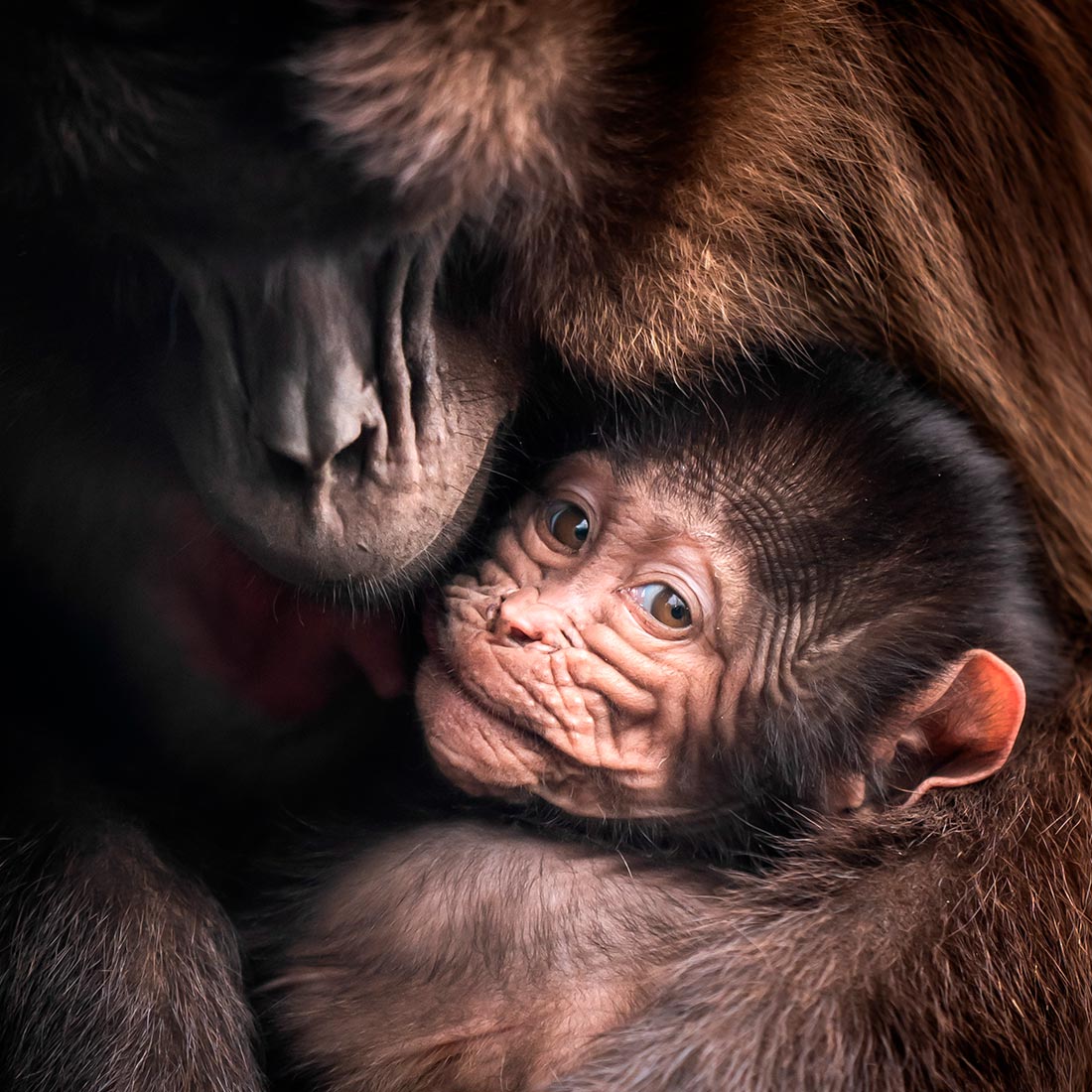 Детеныш обезьяны в парке дикой природы Йоркшира