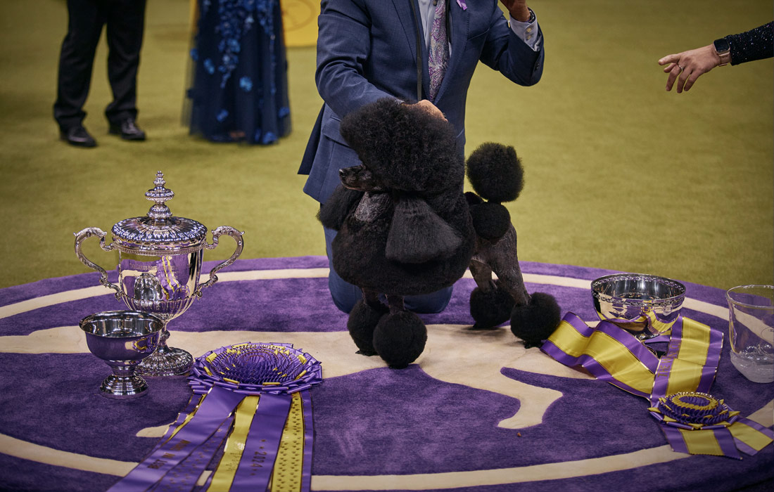 Миниатюрный пудель по кличке Сейдж был признан победителем на старейшей в мире выставке собак Westminster Kennel Club в Нью-Йорке