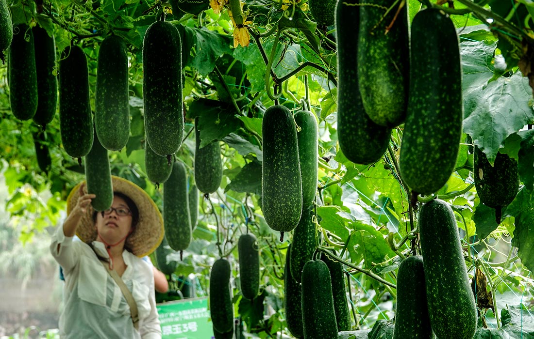 Выставка овощей в китайском Наньнине
