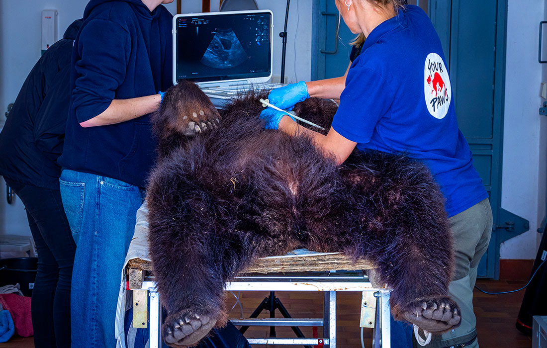 Ветеринары осматривают 30-летнюю медведицу Машу с помощью ультразвукового аппарата в медвежьем заповеднике Мюриц, Германия