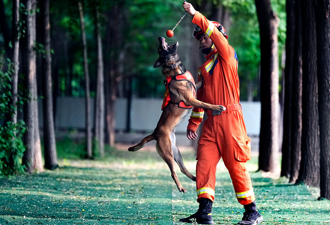 Тренировка собак-спасателей в Пекине