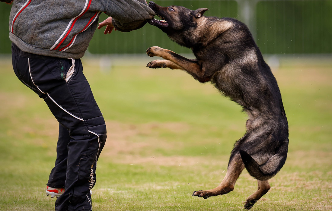 Тренировка полицейских собак в Туллиаллане, Шотландия