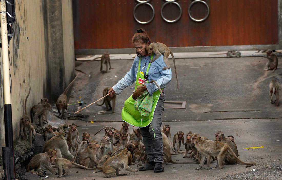 Власти города Лопбури (Таиланд) начали операцию по переселению диких обезьян из-за стремительного роста их популяции