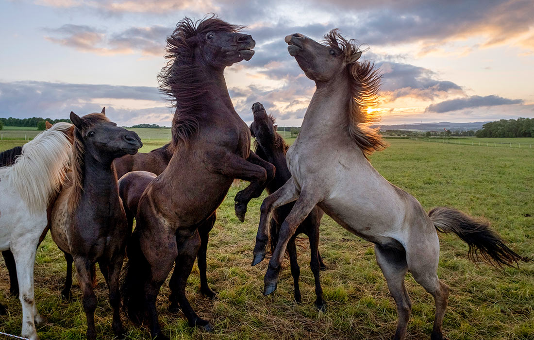Исландские лошади играют на лугу в Верхайме недалеко от Франкфурта