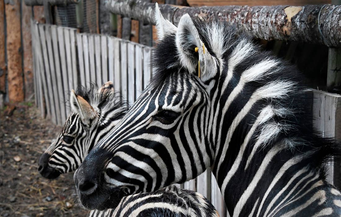 В Приморском зоопарке впервые родилась зебра