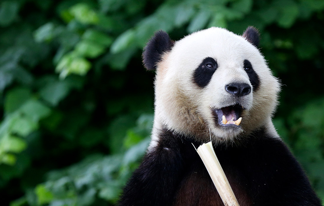  Празднование восьмилетия большой панды Тянь Бао в зоопарке бельгийского Брюжлета