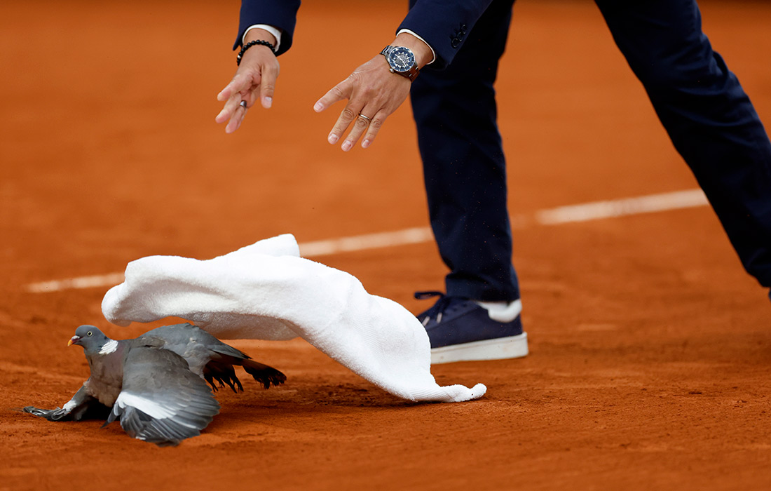 Голубь упал на корт во время турнира Большого шлема Roland Garros в Париже