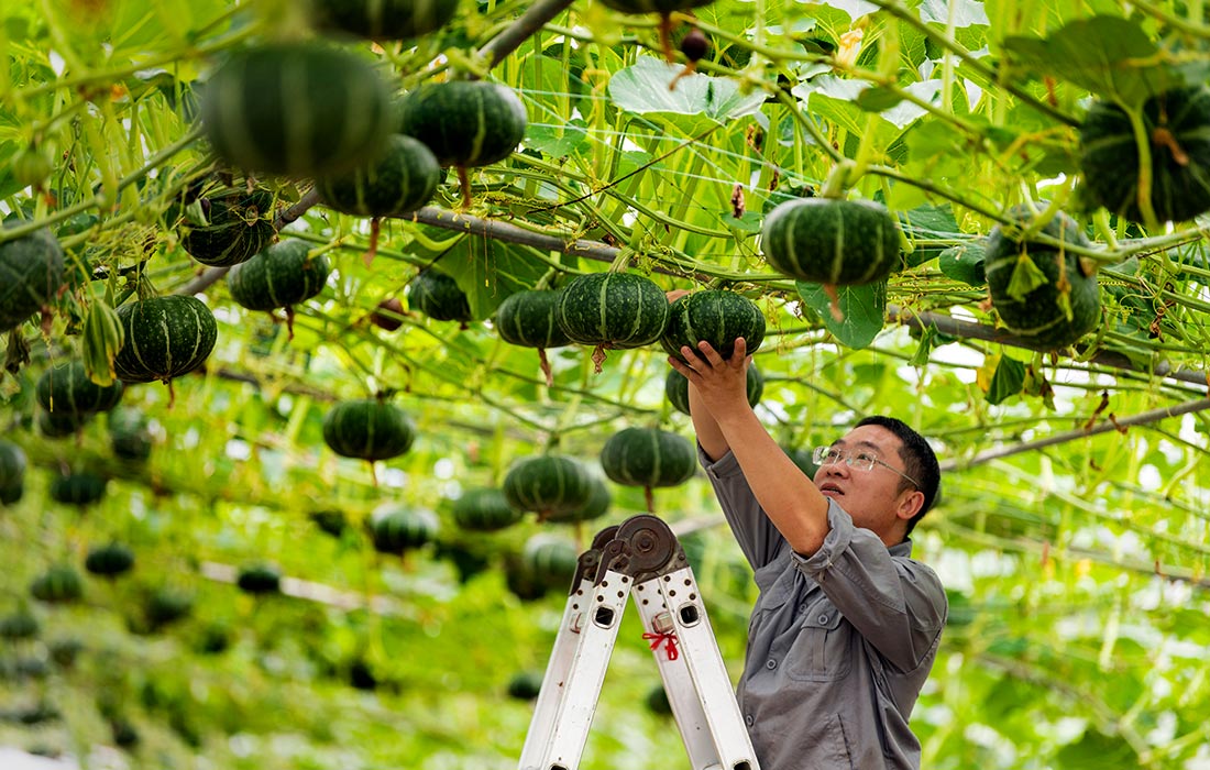 Выращивание тыквы в теплице в китайском Цзиньхуа