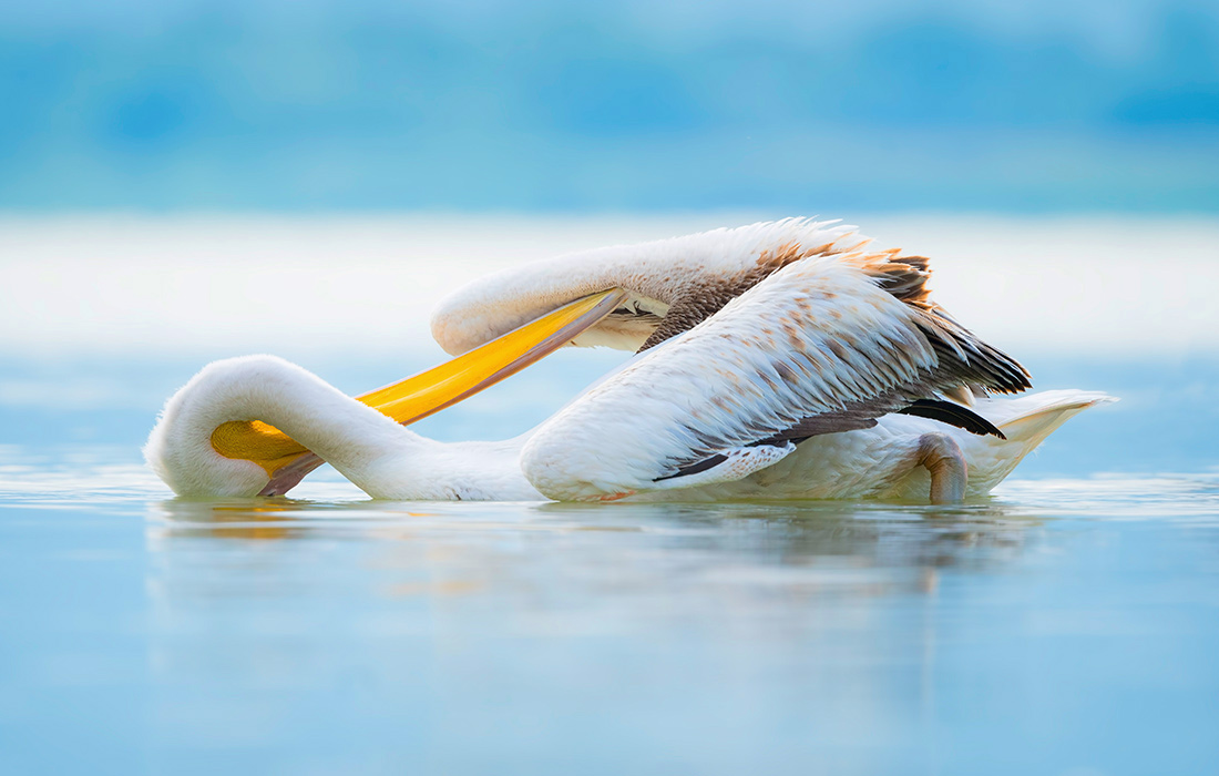 Пеликан в озере Голязи, Турция