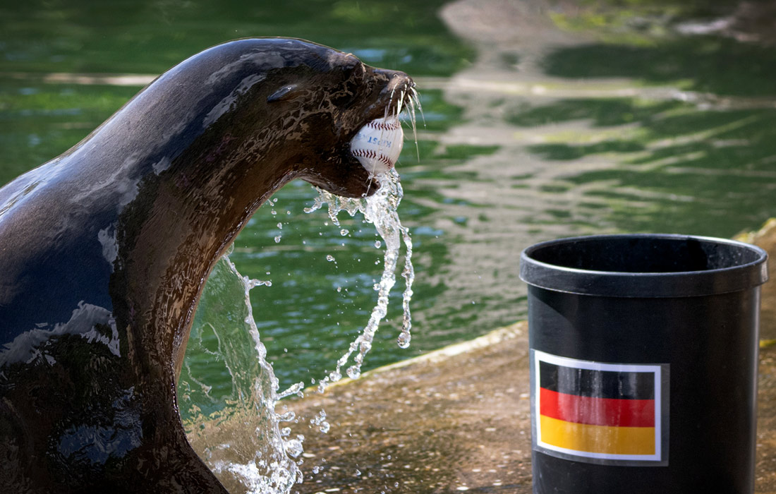 Морская львица Сисси в Лейпцигском зоопарке предсказала победу сборной Германии в матче Евро-2024 против сборной Венгрии