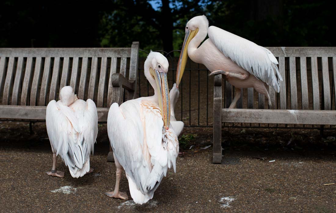 Пеликаны в Сент-Джеймсском парке в Лондоне