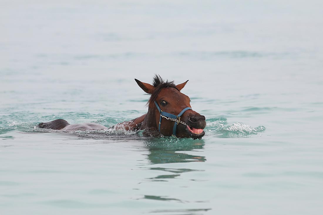 Скаковые лошади купаются на галечном пляже в Барбадосе
