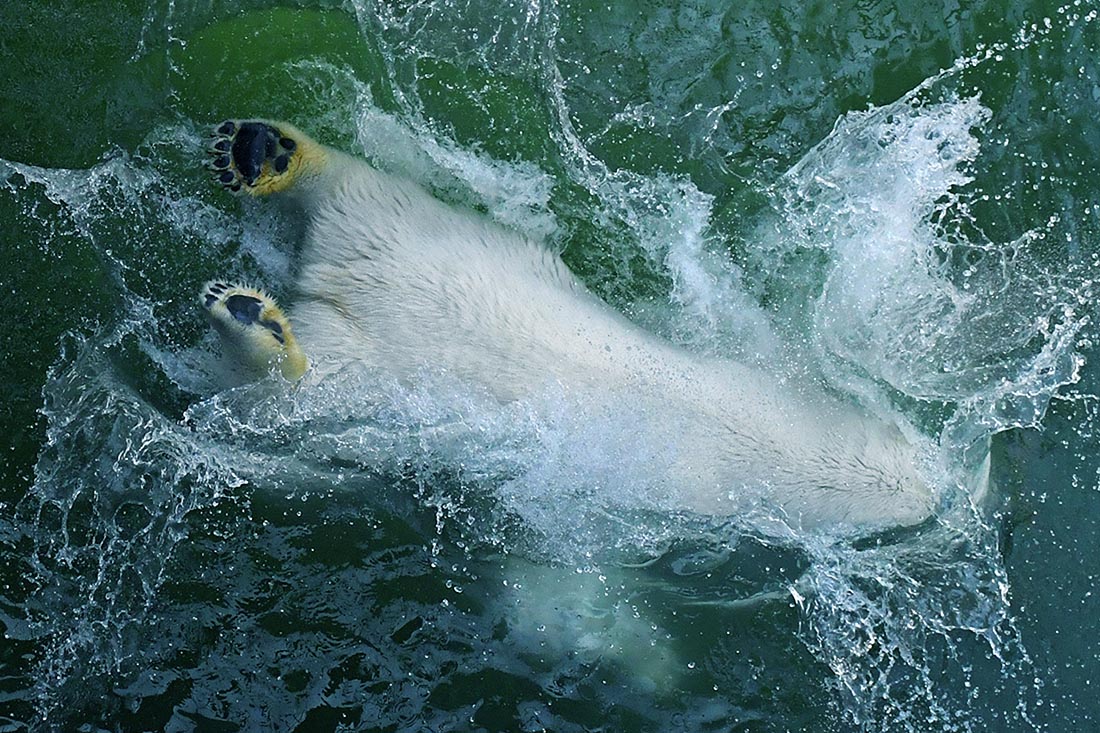 Белая медведица Урсула спасается от жары в бассейне в парке флоры и фауны "Роев ручей" в Красноярске.