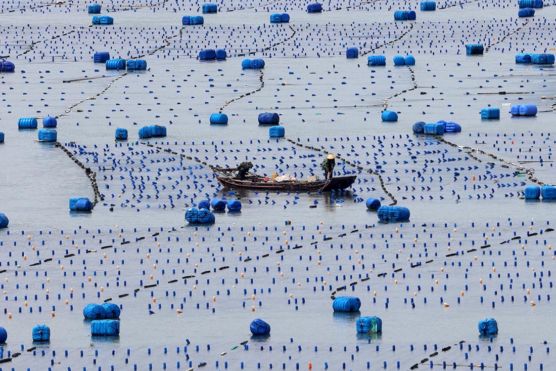 Селекционеры в зоне разведения рыбы в городе Ниндэ, провинция Фуцзянь
