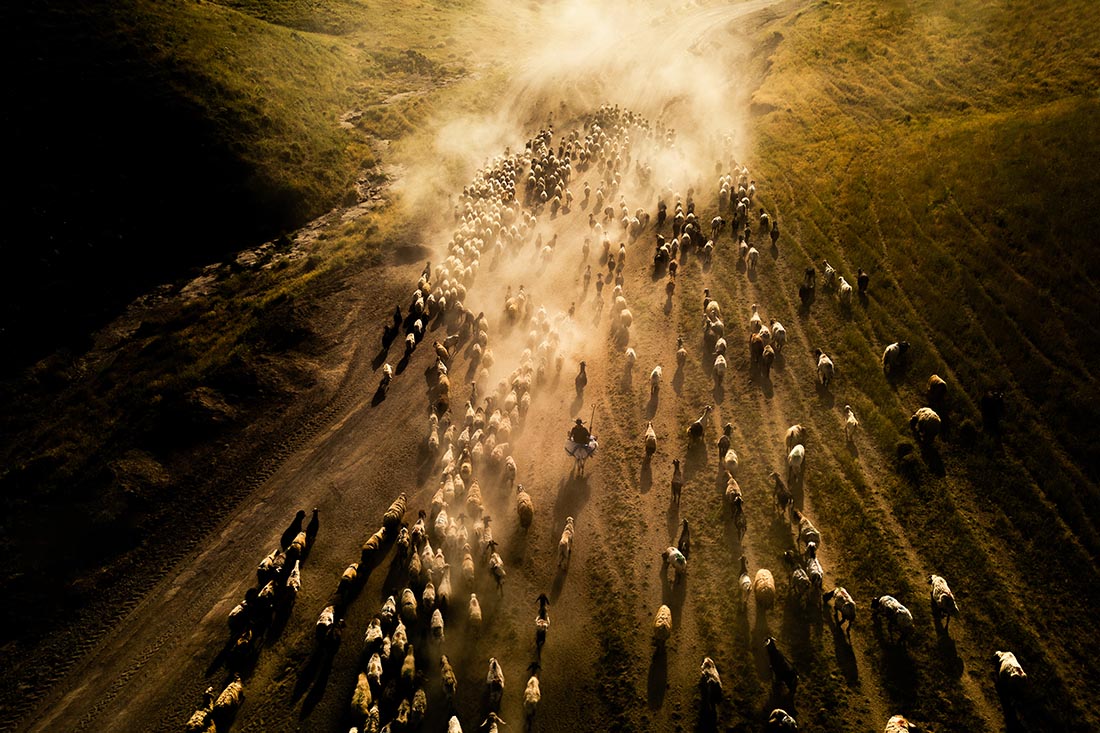 Перегон животных к подножию горы Немрут в Битлисе, Турция
