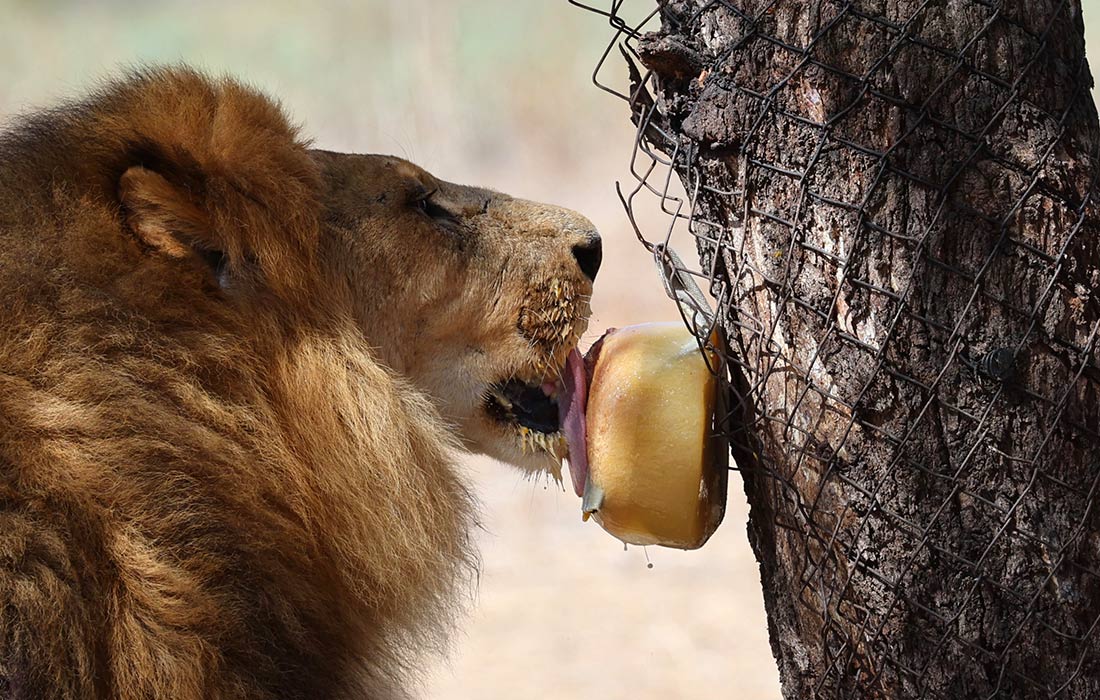 Замороженное мясо дают в жару львам в сафари-парке израильского Рамат-Гана