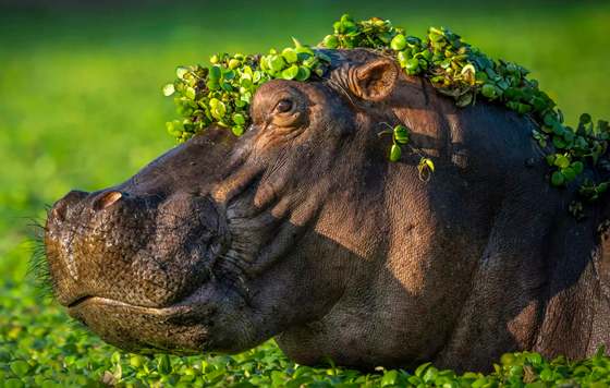  Comedy Wildlife Photo Awards