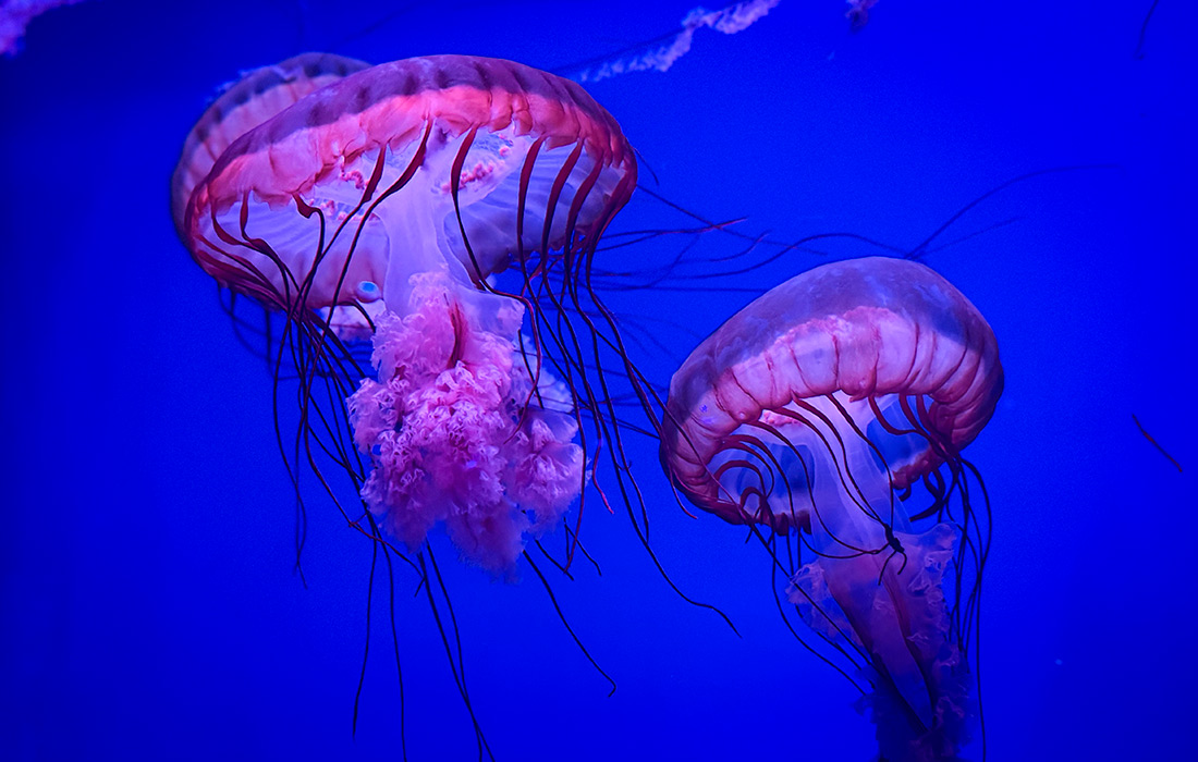 Медузы в аквариуме Sea Life Bangkok Ocean World в торговом центре в Бангкоке