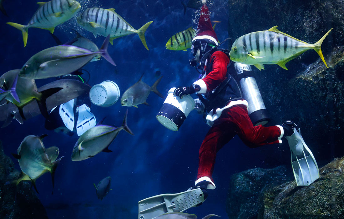 Рождественская программа в океанариуме SeaLife в Бангкоке