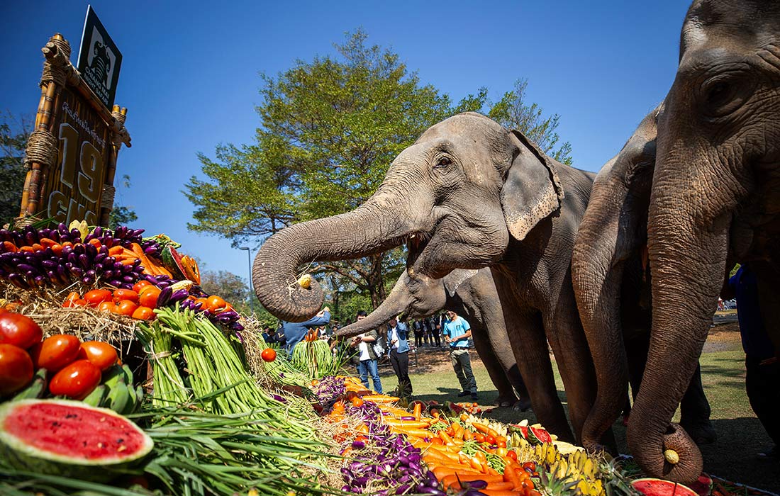 Животные в тайском зоопарке Chiang Mai Night Safari получили угощения по случаю 19-летия учреждения