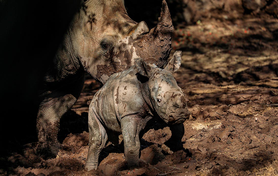 Чилийский зоопарк представил детеныша белого носорога