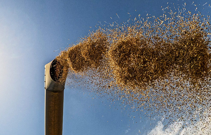Правительство разрешило продажу до 500 тысяч тонн зерна из госфонда